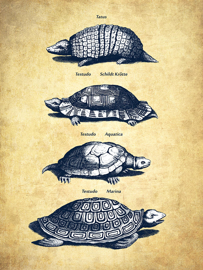 Turtles - Historiae Naturalis - 1657 - Vintage Drawing