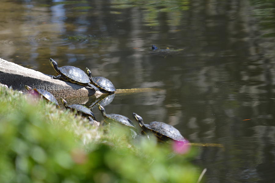 Turtles in the Sun Photograph by Linda Kerkau