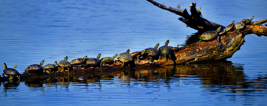 Turtles Photograph by Jamieson Brown