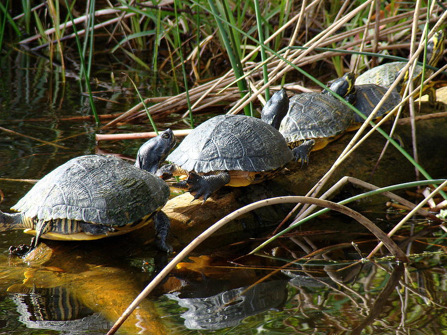 Turtles Line up Photograph by Rosanne Jordan - Fine Art America