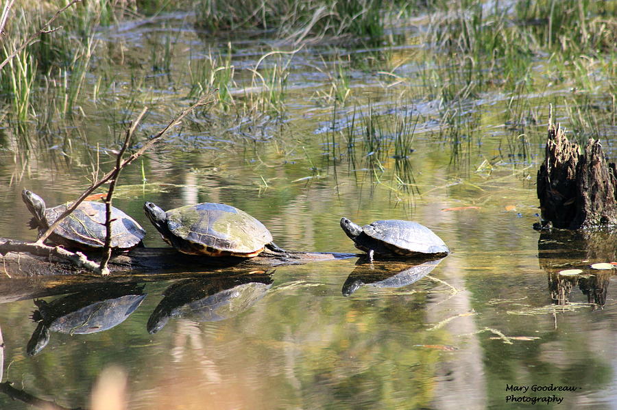 Turtles on a Limb Photograph by Mary Koval - Fine Art America