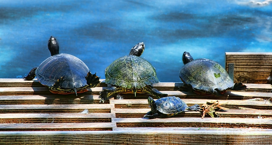 Turtles on Lake Eola by Diana Sainz Photograph by Diana Raquel Sainz