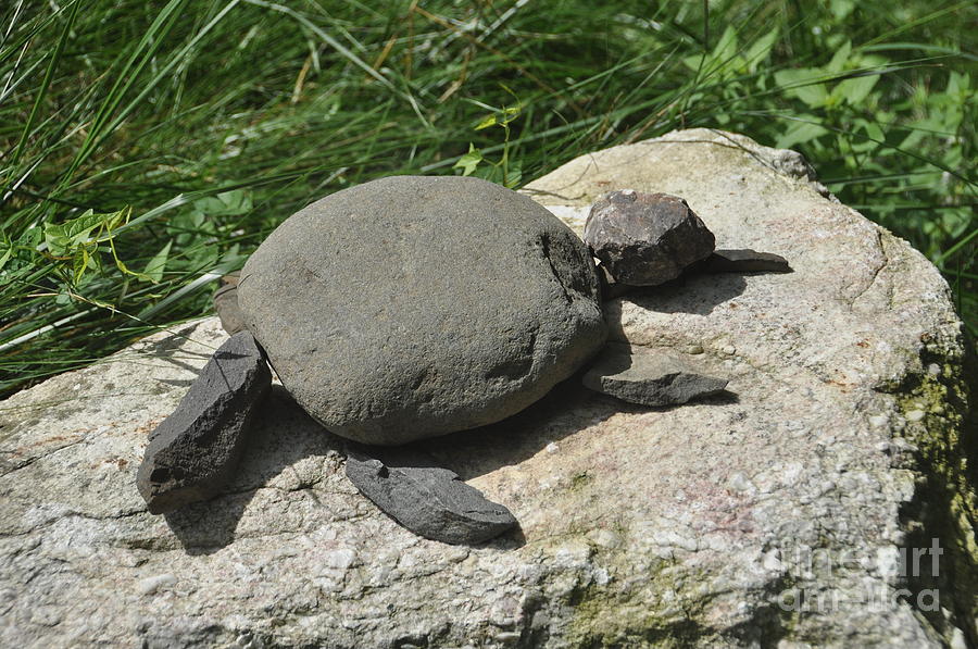 Turtles Rock Photograph by Cornelia DeDona