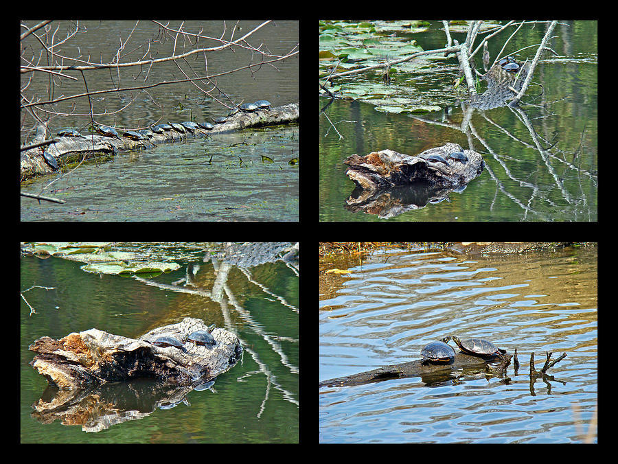 Turtles Rule the Pond Photograph by Carol Senske