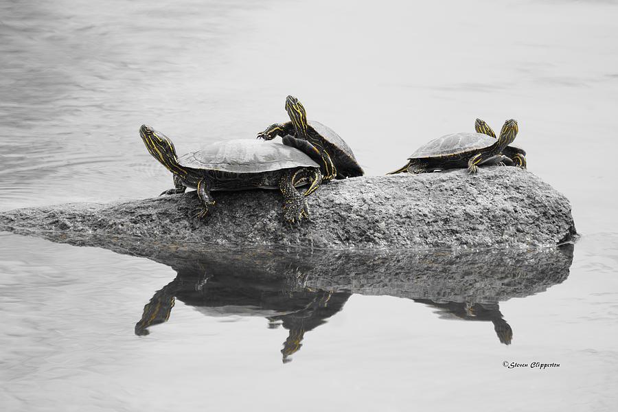 Turtles Photograph by Steven Clipperton