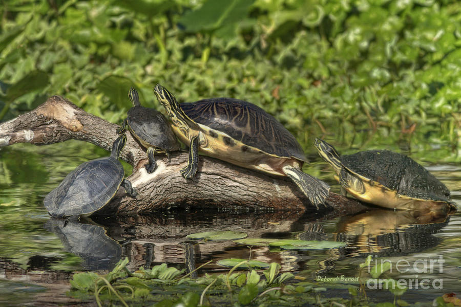 Turtles Sunning Photograph by Deborah Benoit