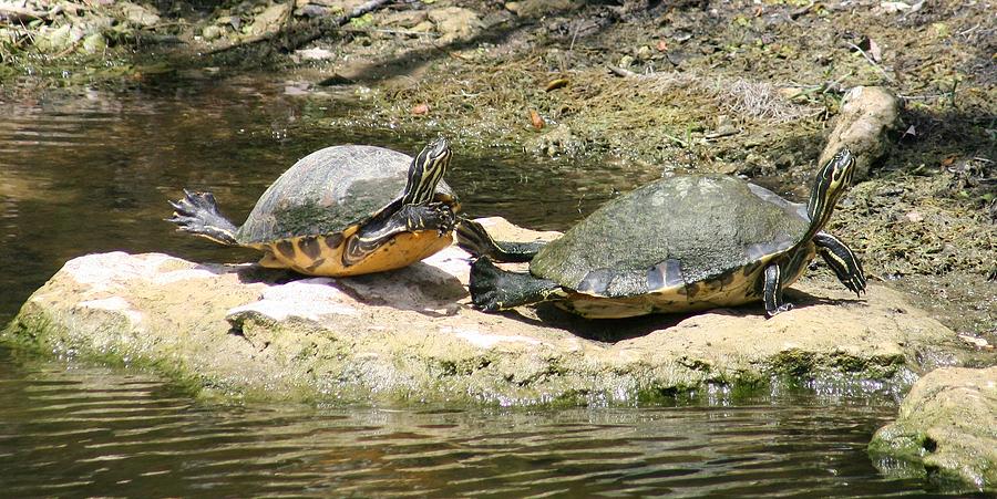 Turtles Sunning  Photograph by Melinda Saminski