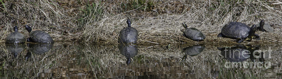 Turtles Sunning on Bank Photograph by Dale Powell
