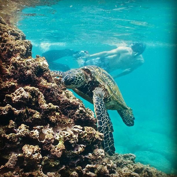 Turtle Photograph - #turtles #turtle #honu #hawaiistagram by Brian Governale