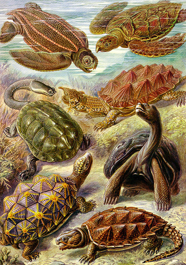 Sea Turtles Digital Art - Turtles Turtles and More Turtles by Unknown
