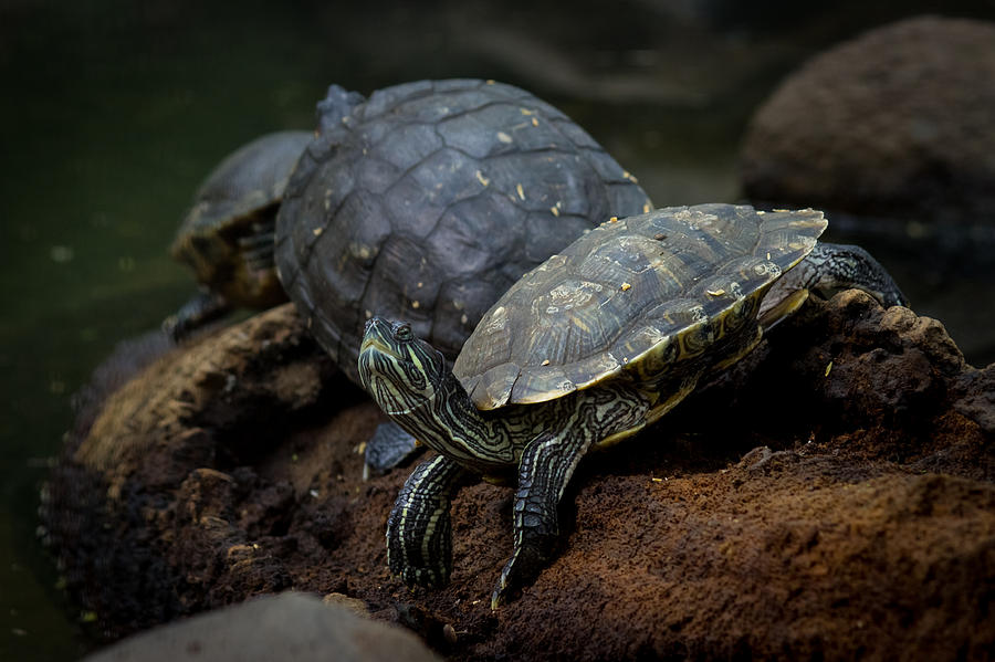 Turtles Photograph by Vijay Sonar - Fine Art America