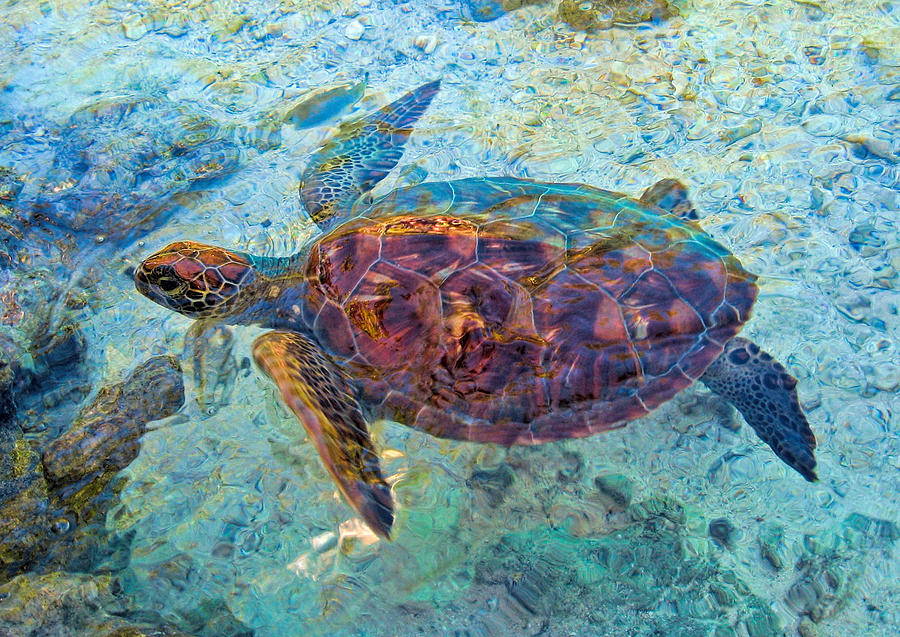 Turtles Visit Photograph by Dorothy Cunningham