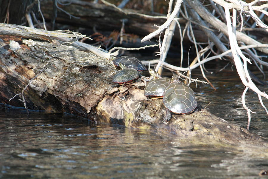 Turtling Photograph by Sue Chisholm - Fine Art America