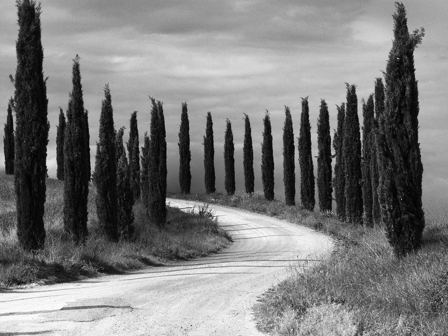 Tuscan cedars Photograph by Hugh Smith