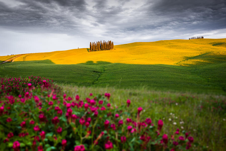 Tuscan Colors Photograph by Francesco Riccardo Iacomino