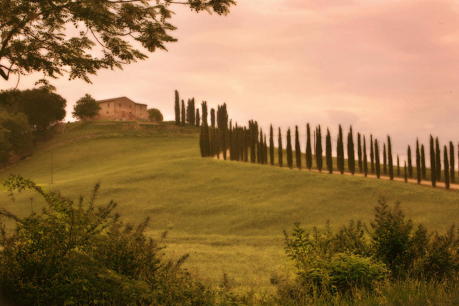 Tuscan Cypress Drive Photograph by Bob Coates