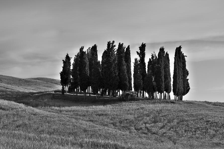 Tuscan cypress trees bw Photograph by Ivan Slosar