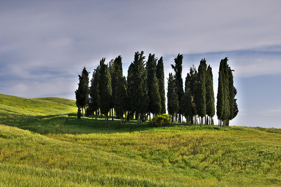 Tuscan cypress trees Photograph by Ivan Slosar