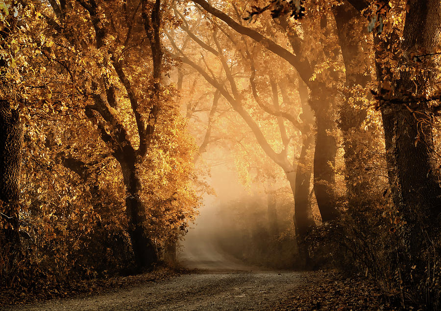 Tuscany Photograph - Tuscan Dream Alley IIi by Mike Kreiten Tuscany Photograph - Tuscan Dream Alley IIi by Mike Kreiten