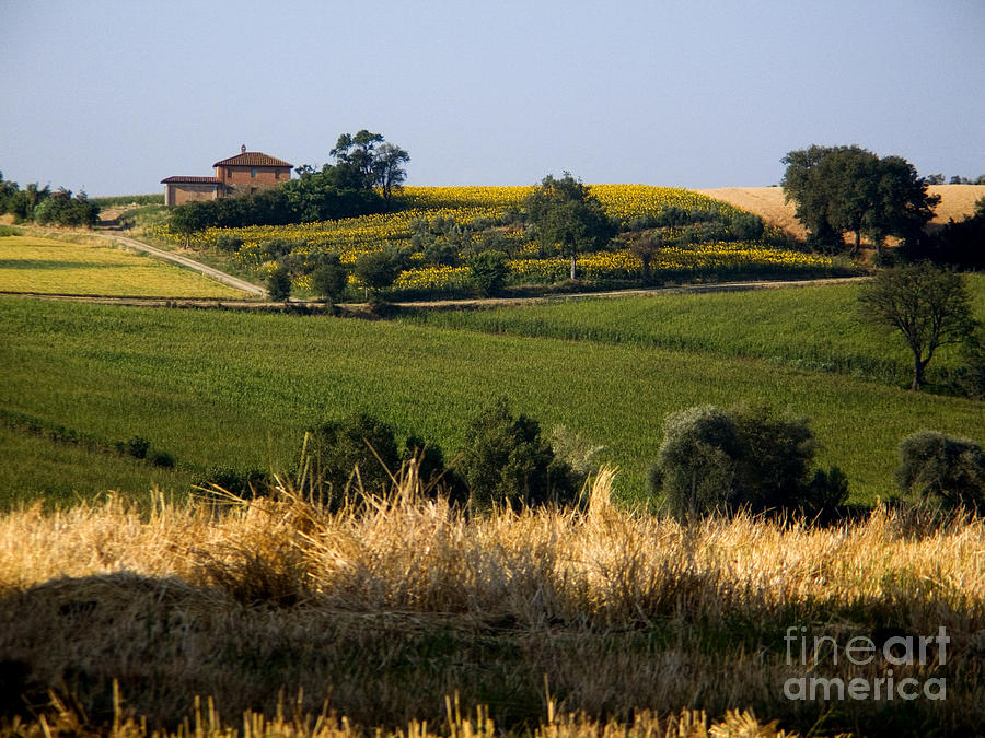 Nature Photograph - Tuscan Farmhouse And Sunflowers by Tim Holt