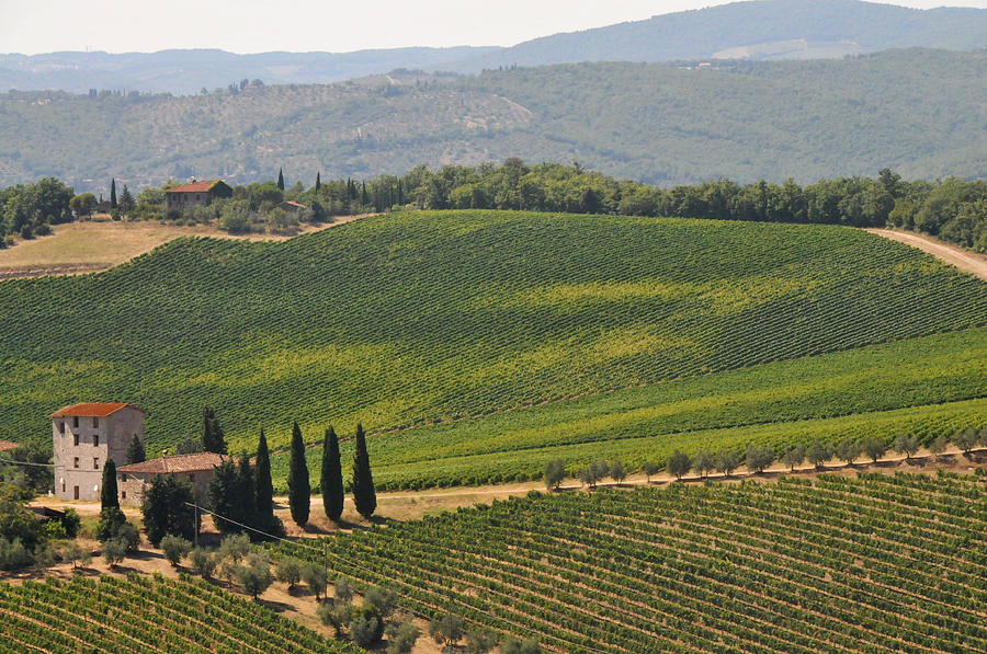 Tuscan Hillside Photograph by Susie Rieple