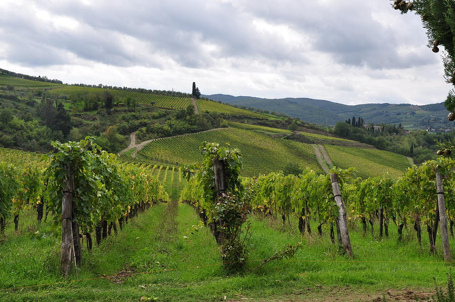 Tuscan Patterns Italy Photograph by Toni Ryder - Pixels