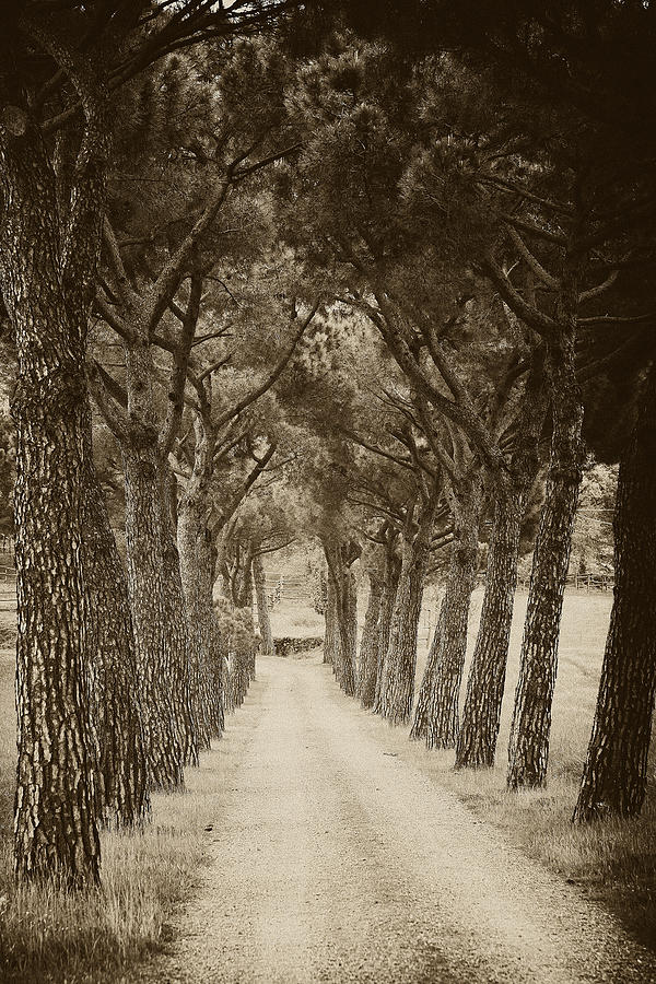 Tuscan pines Photograph by Hugh Smith