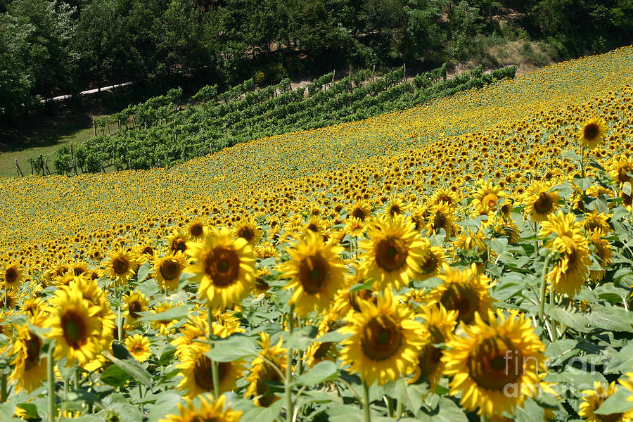 Sunflower Photograph - Tuscan Sunflowers by Holly C. Freeman