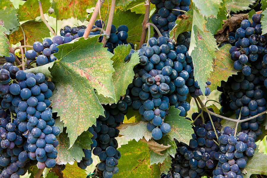 Tuscan Vineyard Photograph by Carl Amoth