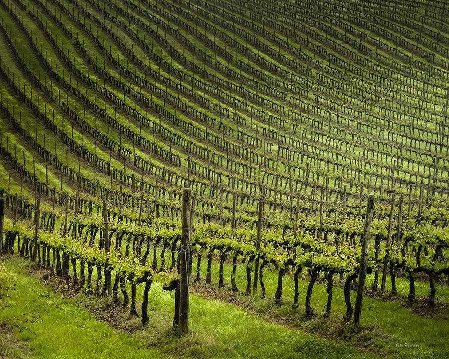 Tuscan Vineyard Series 1 Photograph by John Pagliuca