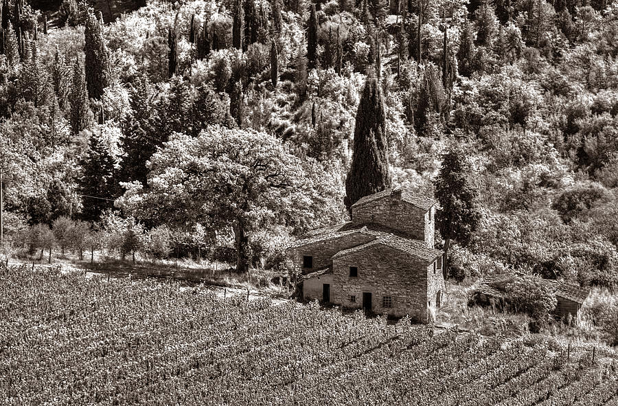 Tuscan Vinyard Photograph by Michael Kirk