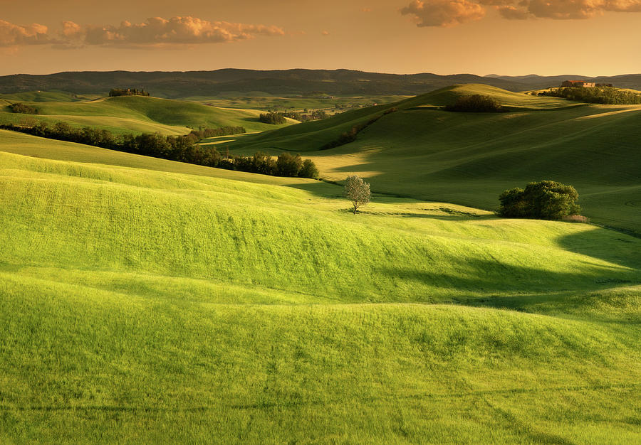 Tuscany Cornfield With Lone Tree At Photograph by Michele Berti