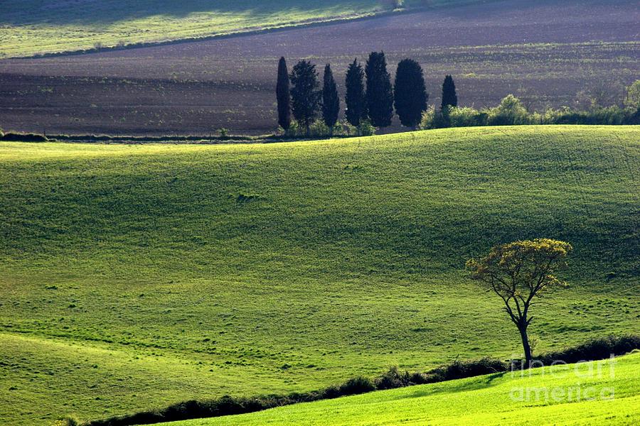 Tree Photograph - Tuscany Green hills by Arie Arik Chen