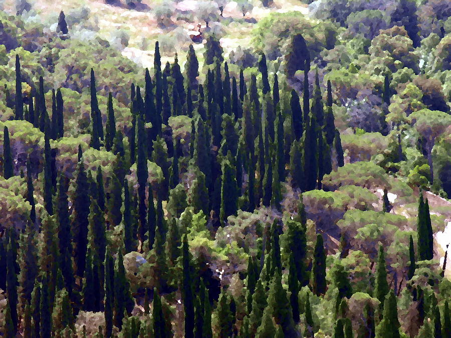 Tuscany Italy - Cypress Trees Photograph by Jacqueline M Lewis