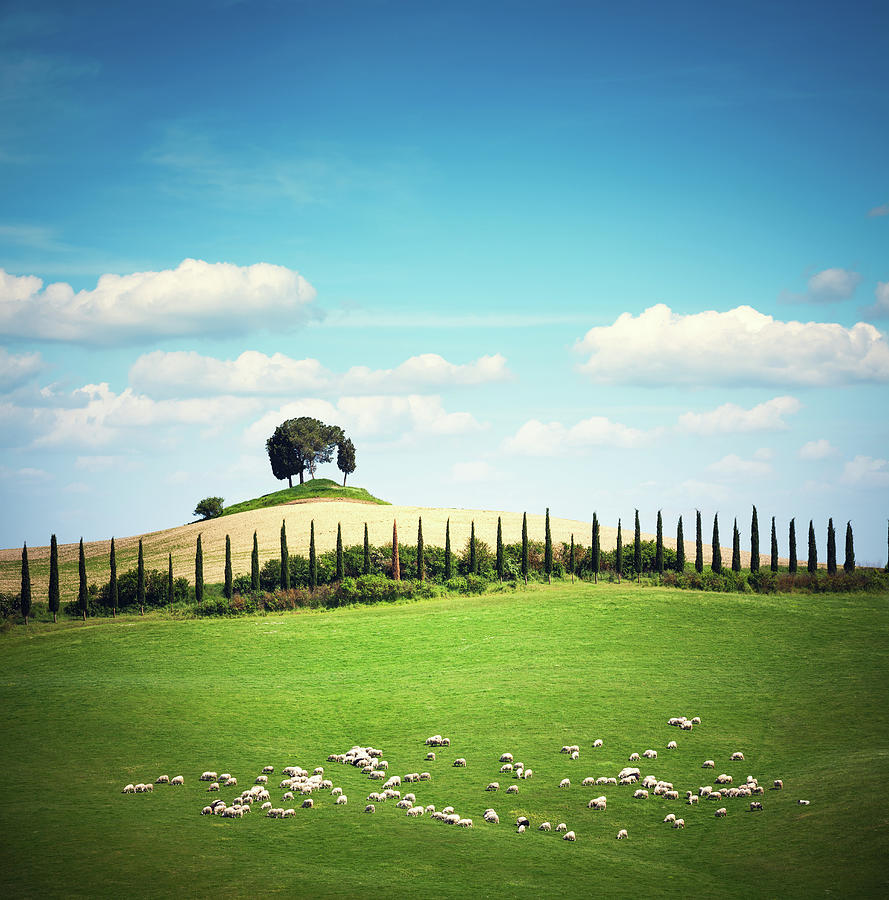 Tuscany Landscape Photograph by Borchee