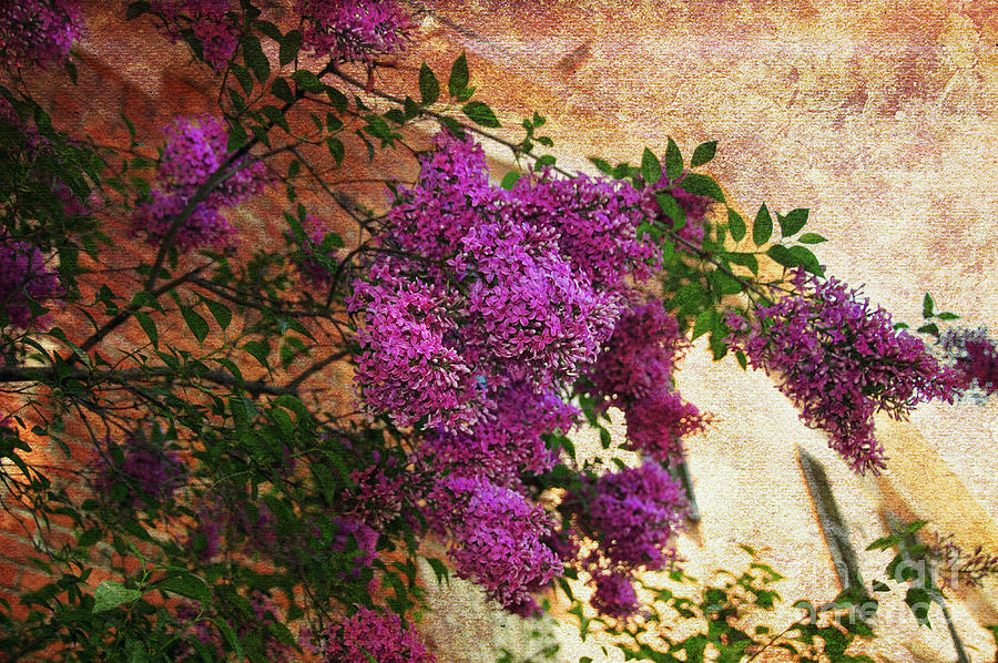 Tuscany Lilacs Photograph by Elaine Manley