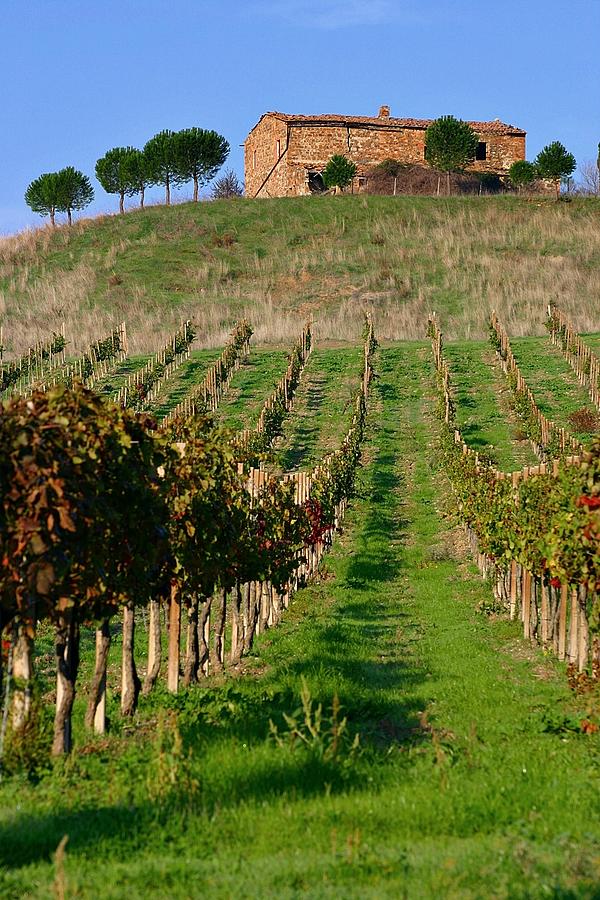 Tuscany Vinyard Photograph by Henry Kowalski