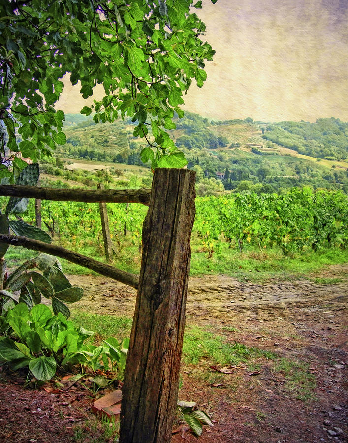 Tuscany Vinyard Photograph by Sandra Selle Rodriguez