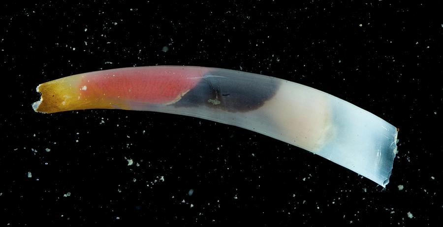 Tusk Shell Mollusc Photograph by British Antarctic Survey/science Photo ...