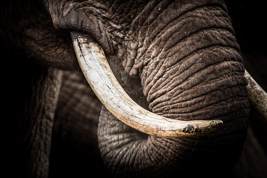 Tusks And Trunk Photograph by Mike Gaudaur