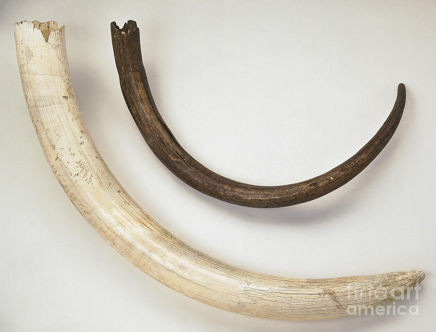 Tusks From Mammoth Photograph by Dave King / Dorling Kindersley