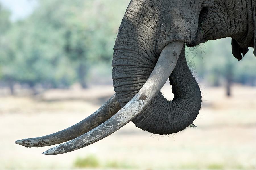 Tusks Of A Male African Elephant Photograph by Tony Camacho