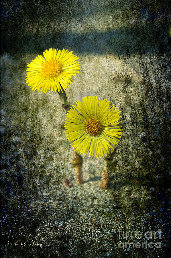Flower Photograph - Tussilago Farfara 2 by Randi Grace Nilsberg