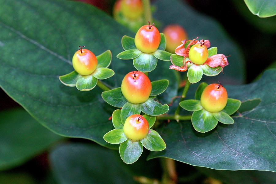 Nature Photograph - Tutsan (hypericum Androsaemum) by Brian Gadsby/science Photo Library
