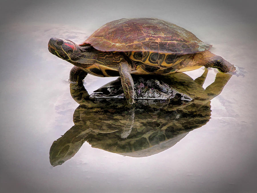 Turtle Balancing On Rock Photograph by Gary Slawsky
