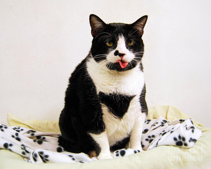 Tuxedo Cat Sticking Out Her Tongue Photograph By Catherine Sherman Pixels 