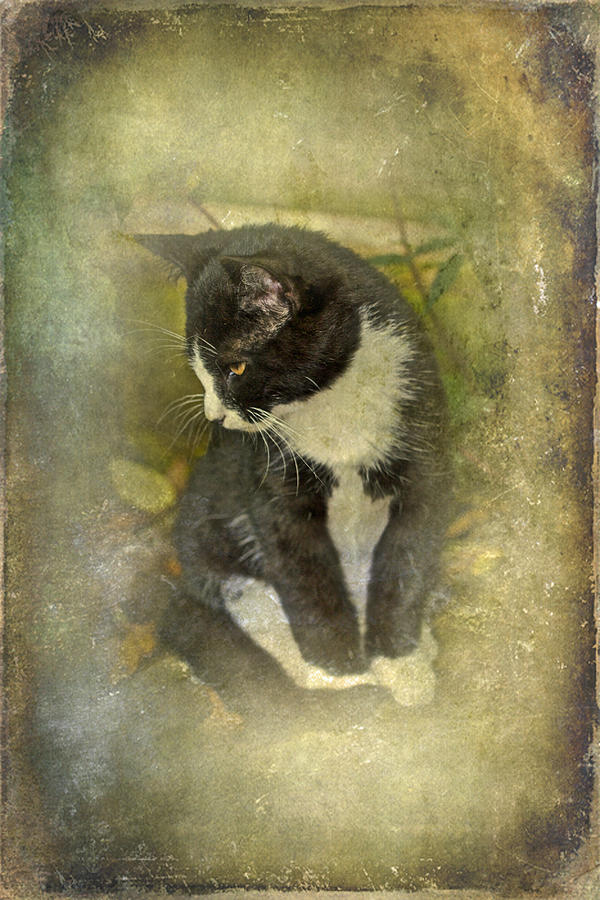 Tuxedo Cat Wearing Spats Photograph