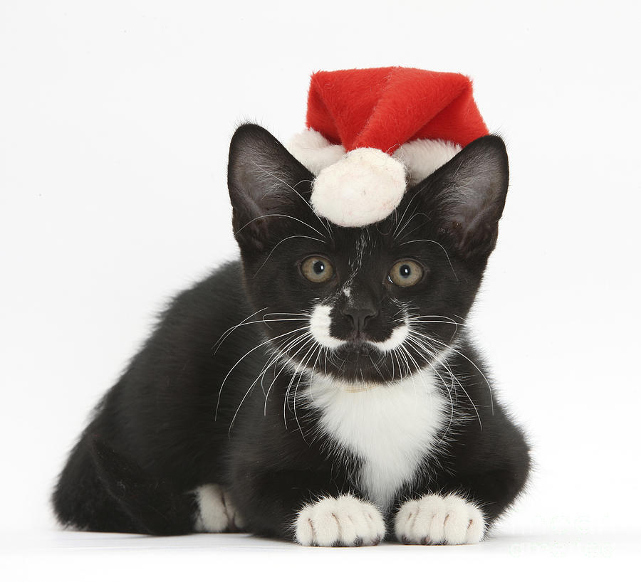 Tuxedo Kitten In Christmas Hat Photograph by Mark Taylor