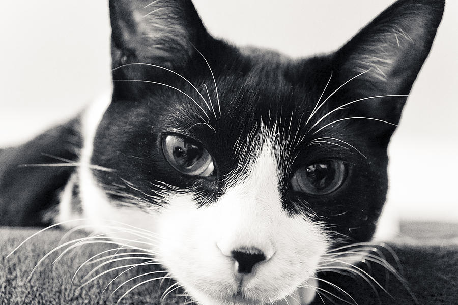 Tuxedo Kitten Stare Photograph by Maggy Marsh