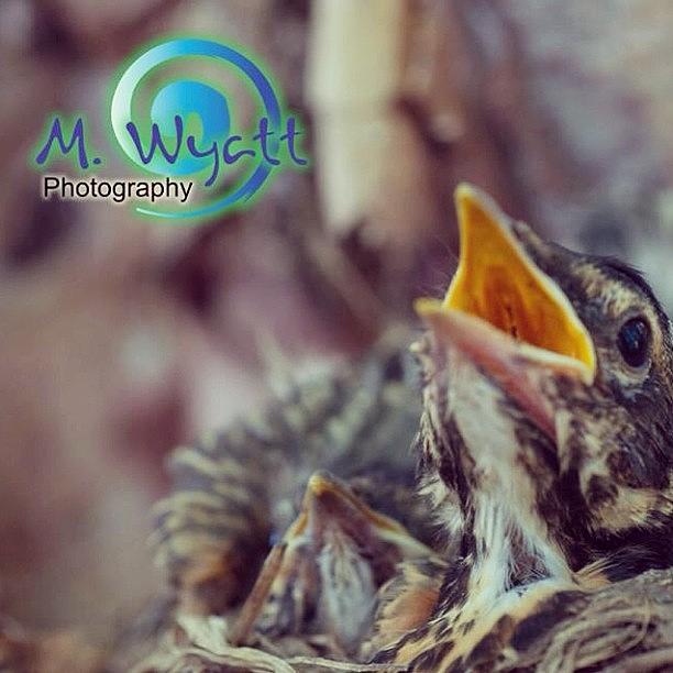 Spring Photograph - Tweet! #spring #babybirds by Melissa Lutes